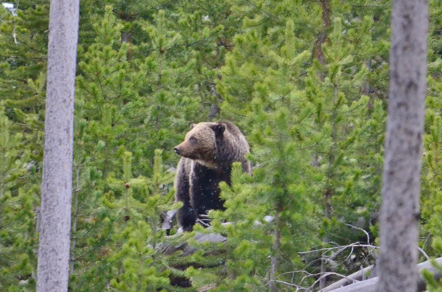 оптимізовано з `media/grizzly-yellowstone-usfws.jpg`: 1528×1011 px (половина початкової ширини й висоти), JPEG quality 82.