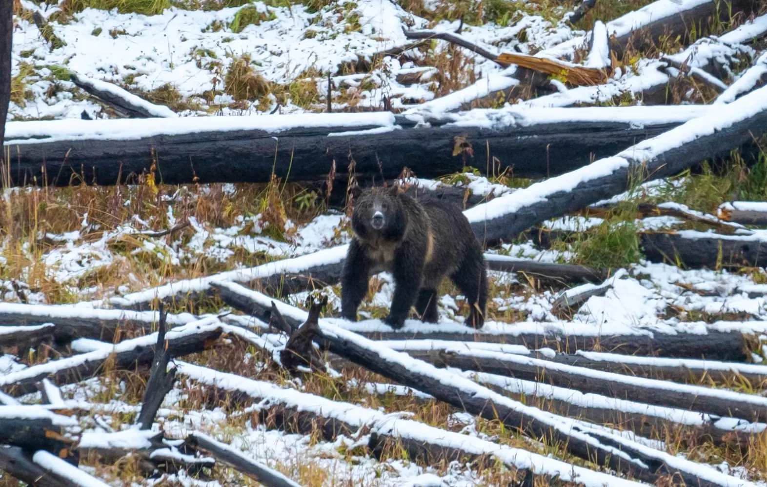 A grizzly bear in a snowy Yellowstone forest.