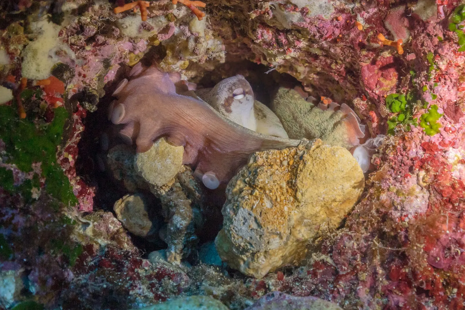 оптимізовано з `media/octopus-vulgaris.jpg`: 2006×1338 px (половина початкової ширини й висоти), JPEG quality 82.