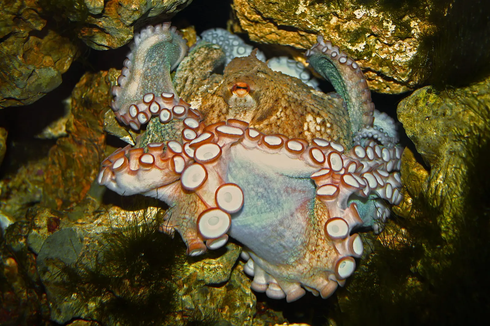 оптимізовано з `media/octopus-vulgaris-2.jpg`: 2376×1584 px (половина початкової ширини й висоти), JPEG quality 82.