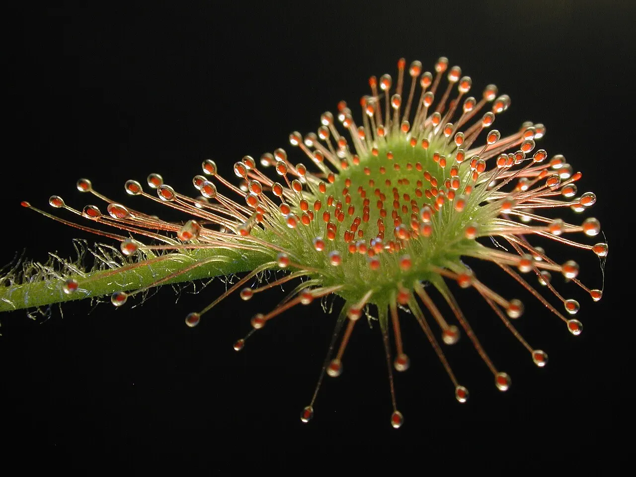 Клейкий залозистий листок культивованої Drosera rotundifolia; інший тип пастки, ніж глечик непентеса / Sticky glandular leaf of cultivated Drosera rotundifolia; a different trap type from a Nepenthes pitcher. Credit: Petr Dlouhý; CC BY-SA 3.0. http://creativecommons.org/licenses/by-sa/3.0/ Source: https://commons.wikimedia.org/?curid=2229815