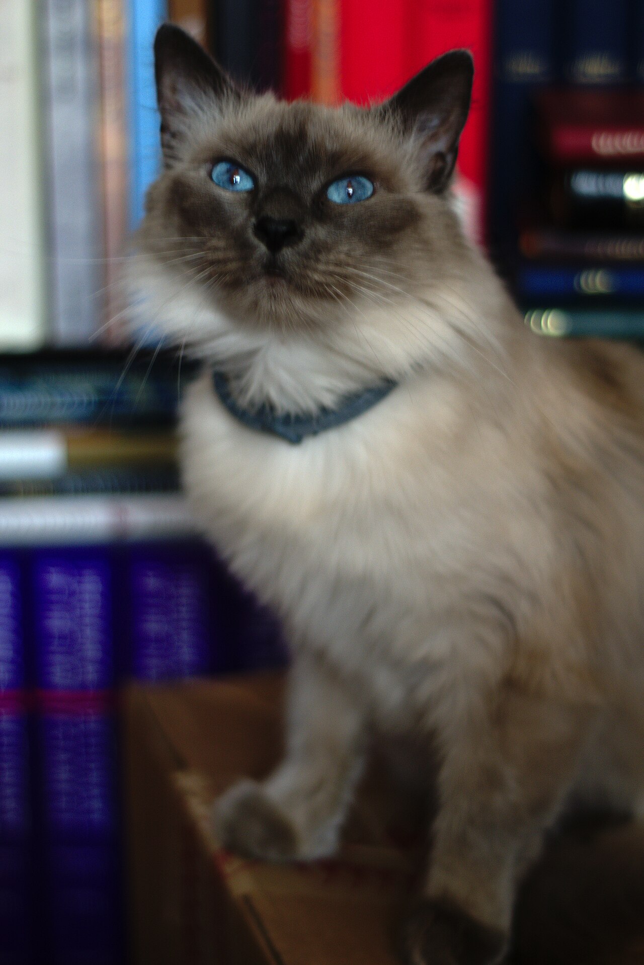 Siamese cat by Aquinassixthway, Wikimedia Commons, CC0. [Source](https://commons.wikimedia.org/wiki/File:Siamese_cat_HD.jpg). Visually checked.