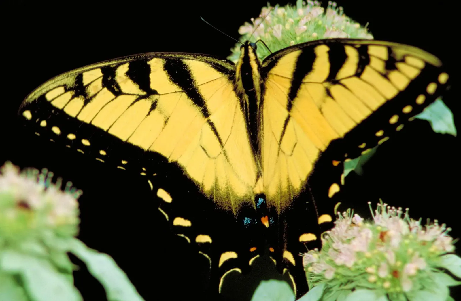 Tiger swallowtail butterfly feeding at flowers.