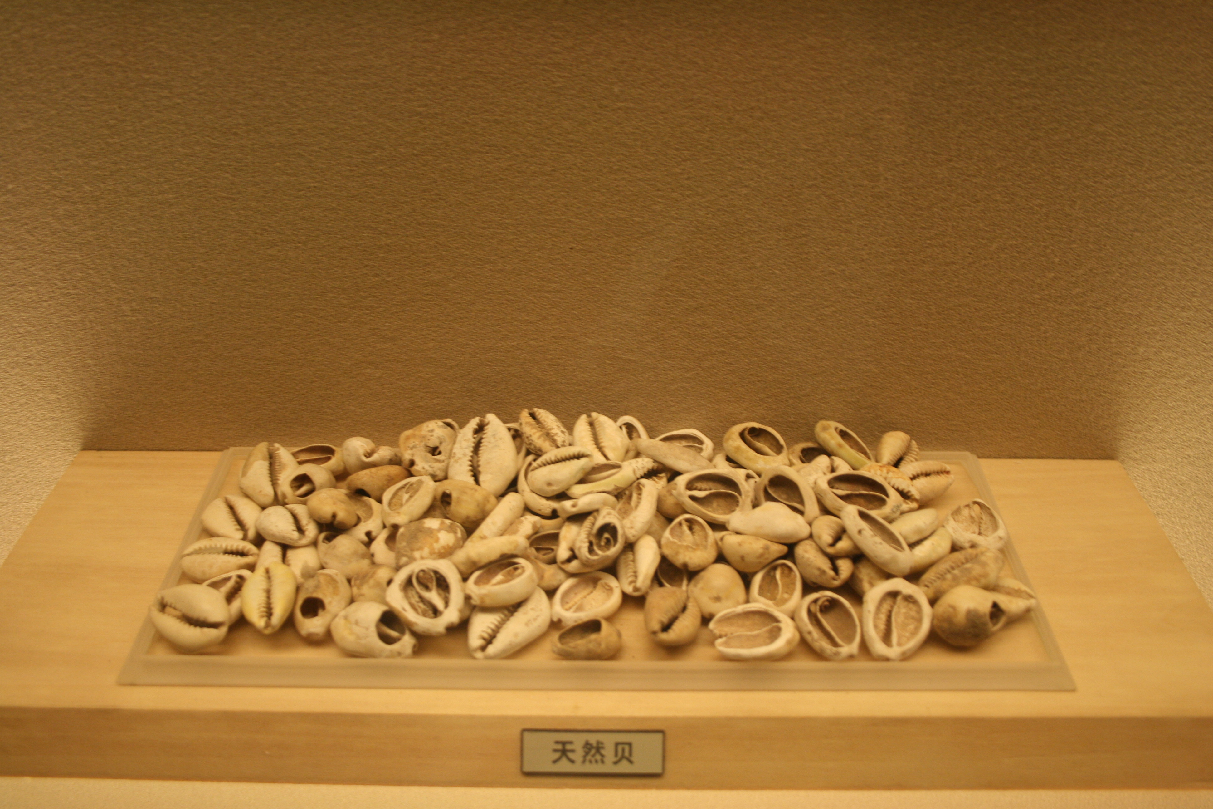 Черепашки в монетній галереї Шанхайського музею / Shells displayed in the Shanghai Museum Coin Gallery; a documentary exhibit photograph, not proof that each specimen was used in payment.