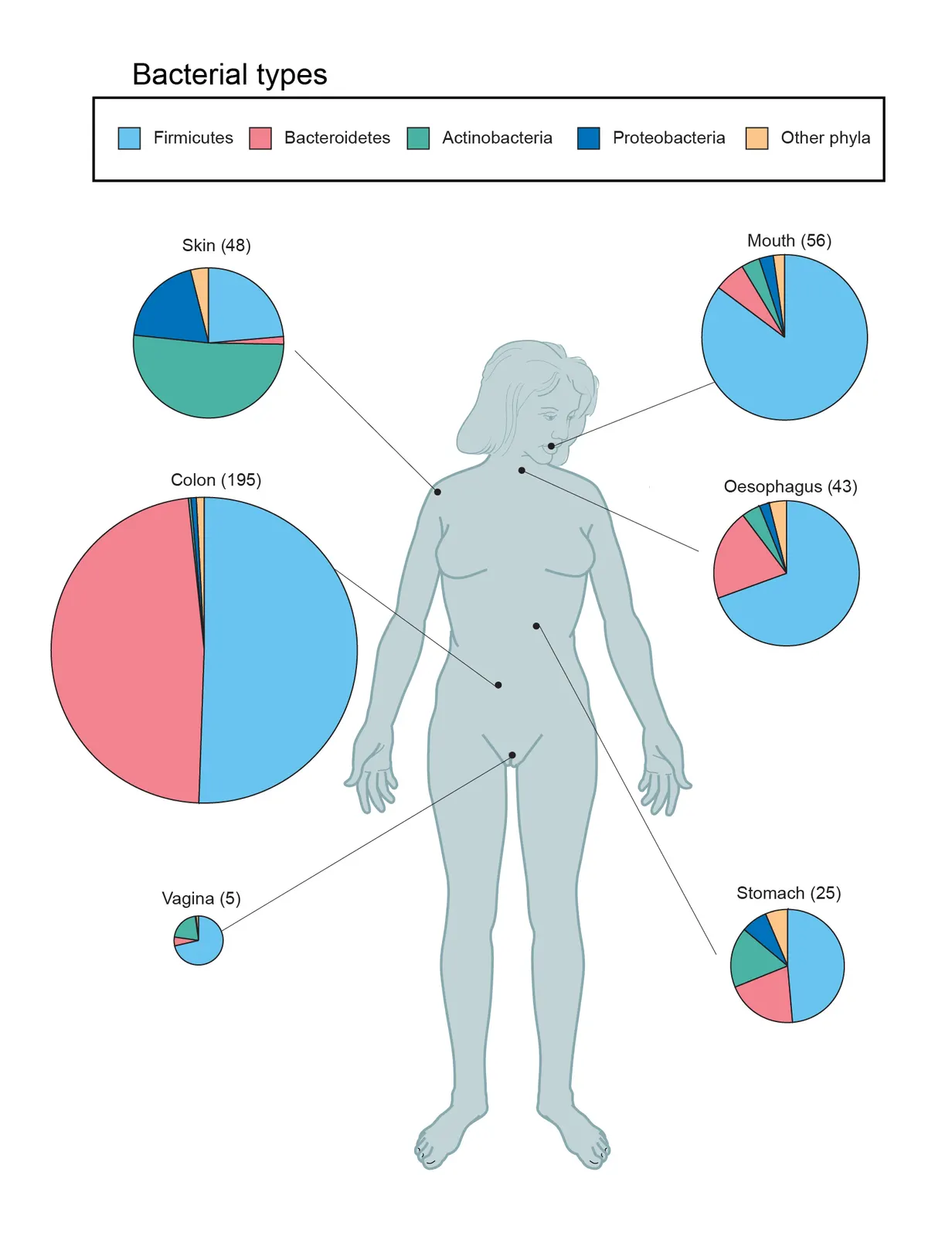 NHGRI illustration of the human body and predominant bacteria by body site. Source: https://commons.wikimedia.org/wiki/File:Human_microbiome_NHGRI.jpg ; original source https://www.genome.gov/sites/default/files/tg/en/illustration/microbiome.jpg . Creator/rights holder NHGRI, NIH; U.S. federal work, public domain. No edits. Copied from fact 046; checked 2026-10-21. It is not a global census of bacteria or a count of pathogens.