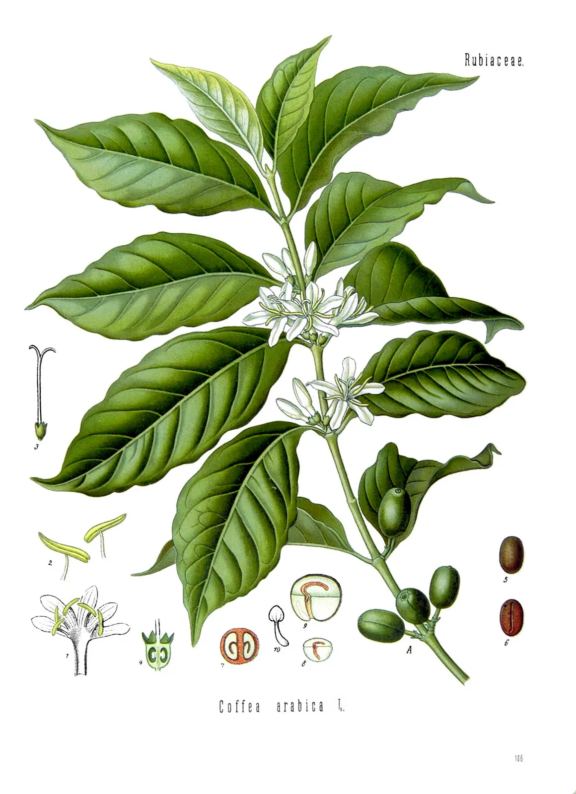 Історична ботанічна таблиця Coffea arabica з Köhler’s Medizinal-Pflanzen; ілюстрація рослини, не фото інсектицидного досліду / Historical Coffea arabica plate from Köhler’s Medizinal-Pflanzen; a botanical illustration, not a pesticide experiment photograph.