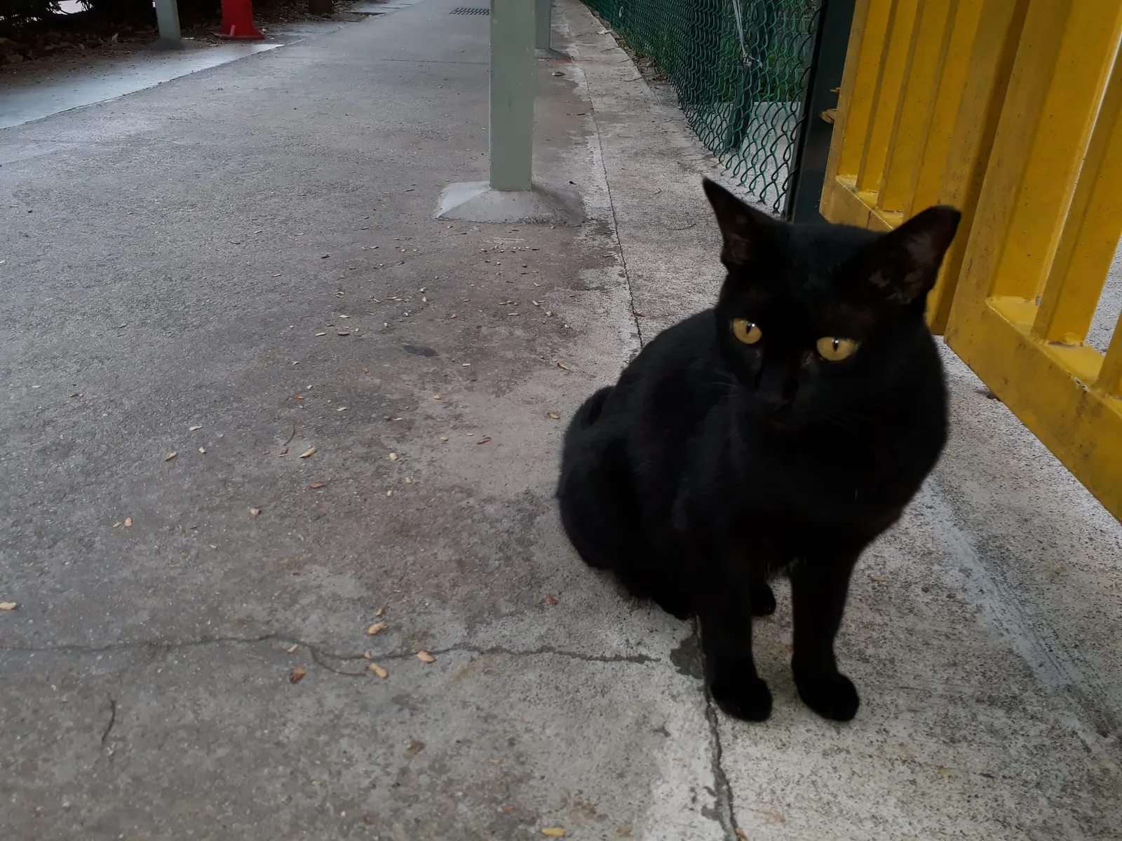 оптимізовано з `media/black-cat-asabae2752.jpg`: 2064×1548 px (половина початкової ширини й висоти), JPEG quality 82.