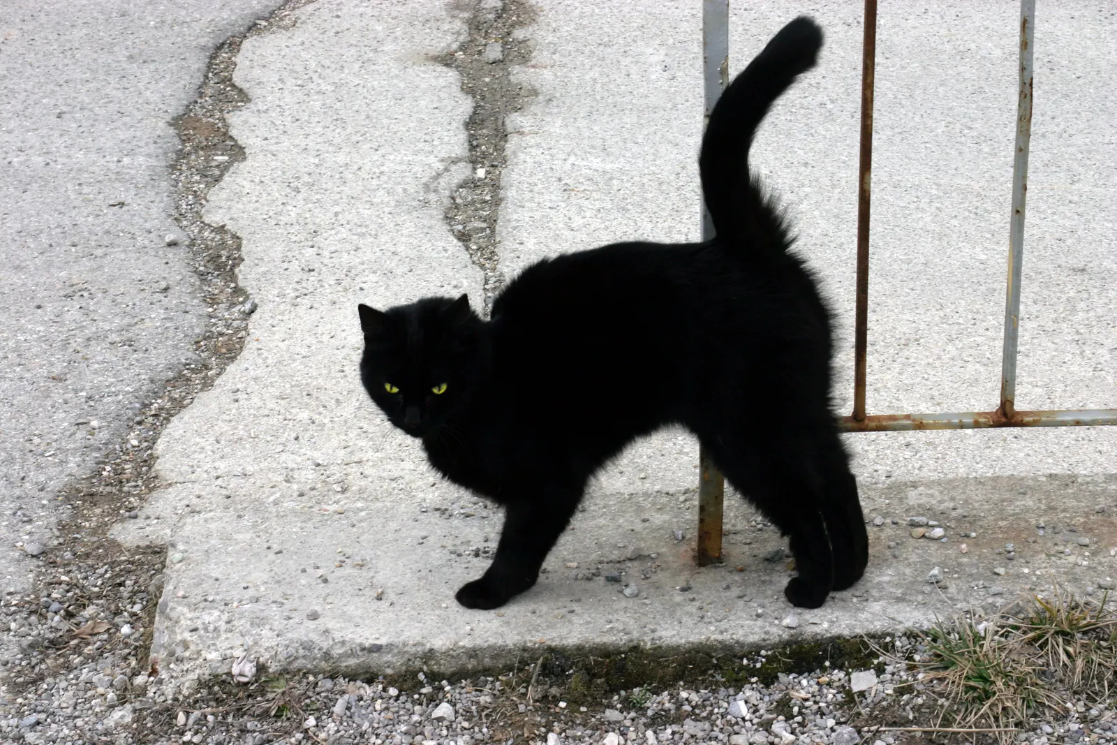 documentary photograph of a black cat, photographed April 2006; not Blackie. Original page: https://commons.wikimedia.org/wiki/File:A_Black_Cat.jpg. Creator Nino Barbieri. Available under CC BY-SA 3.0 or the photographer’s CC BY 2.5 option as listed on the page; use CC BY 2.5. Attribution: Nino Barbieri, “A Black Cat,” CC BY 2.5, via Wikimedia Commons. License: https://creativecommons.org/licenses/by/2.5/.