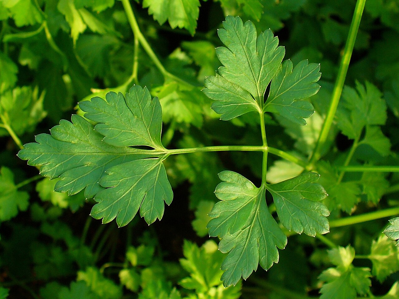 Petroselinum crispum , Parsley, leaf.. Original file: [Petroselinum crispum 003.JPG](https://commons.wikimedia.org/wiki/File%3APetroselinum_crispum_003.JPG). Creator: H. Zell. License: CC BY-SA 3.0 (https://creativecommons.org/licenses/by-sa/3.0). Attribution: H. Zell. Downloaded from the verified Commons file page; unaltered image. Checked 2026-10-25.
