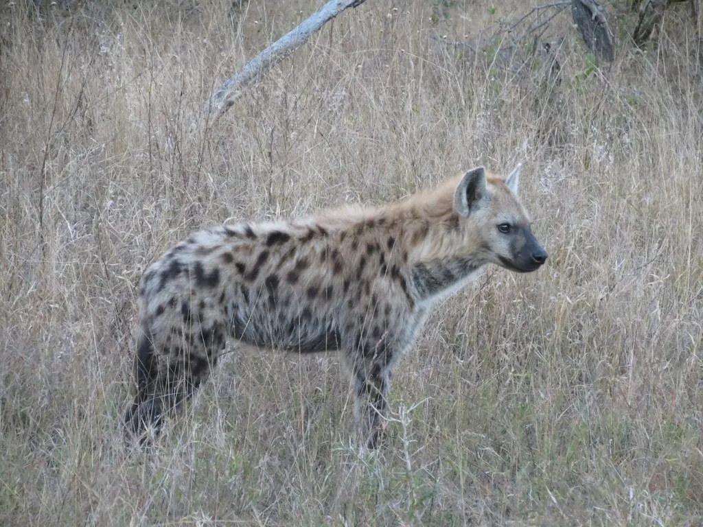 портрет плямистої гієни в районі Sabi Sands/Kruger; Malcolm Manners; CC BY 2.0. Original: https://commons.wikimedia.org/wiki/File:Spotted_hyena_(Crocuta_crocuta)_(9137761240).jpg. Attribution: Malcolm Manners, CC BY 2.0. Файл перевірено 2026-10-18; не змінювався.