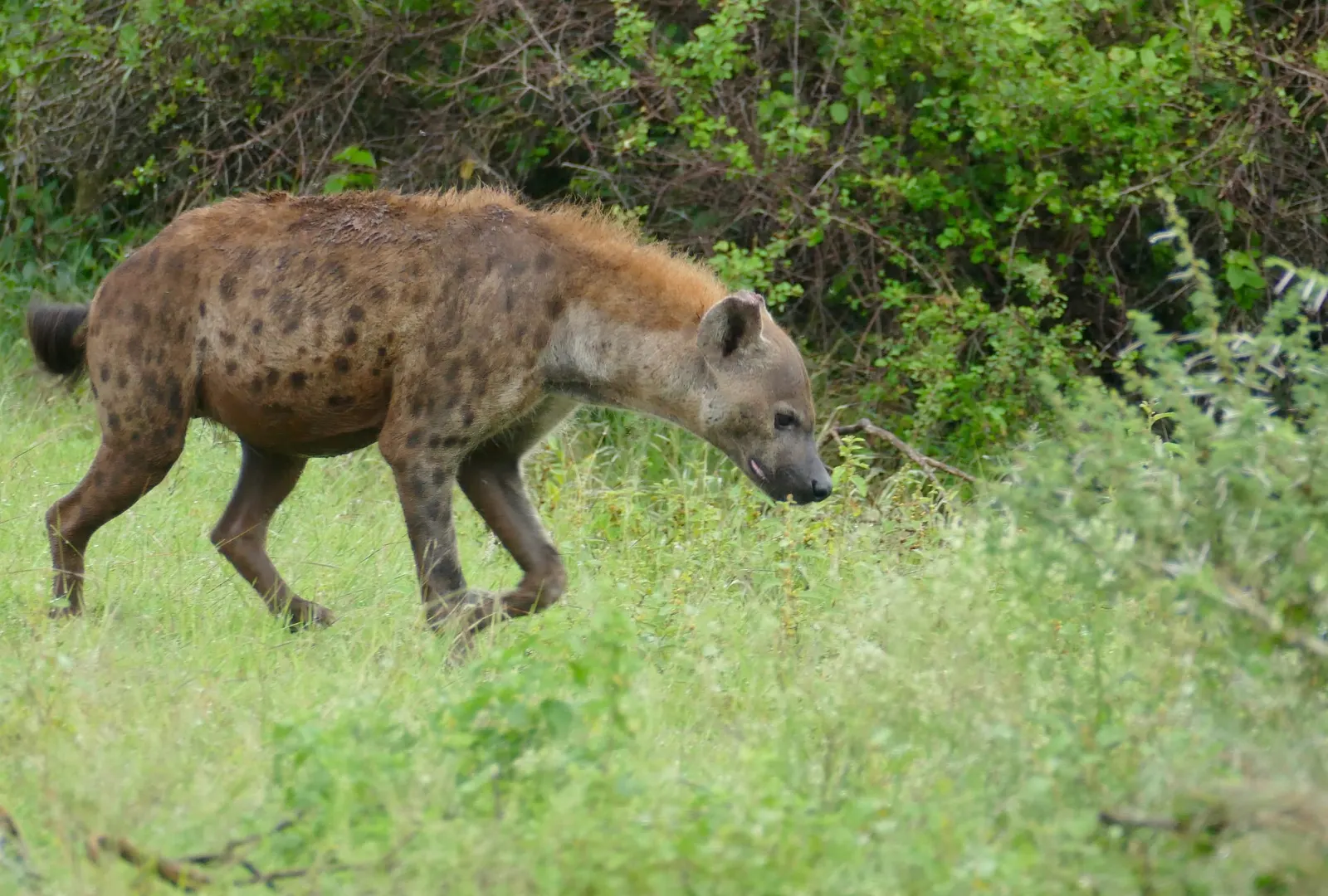 оптимізовано з `media/spotted-hyena-kruger.jpg`: 2438×1646 px (половина початкової ширини й висоти), JPEG quality 82.