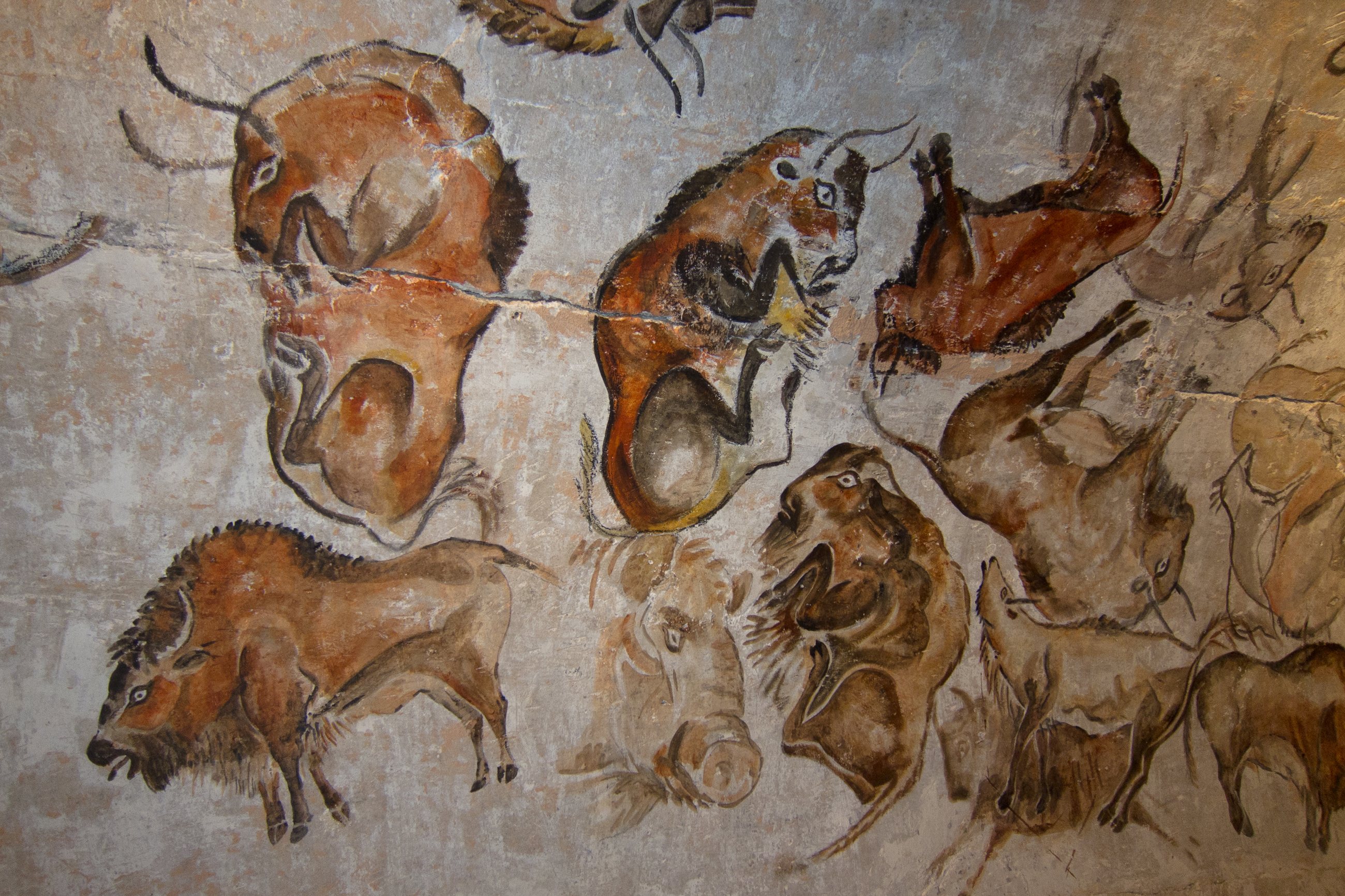 Photograph of reproductions at Museo del Mamut, Barcelona (2011), by Thomas Quine; resized/recompressed for web; CC BY-SA 2.0. This shows reproductions, not the original cave ceiling. https://commons.wikimedia.org/wiki/File:Altamira_bisons.jpg