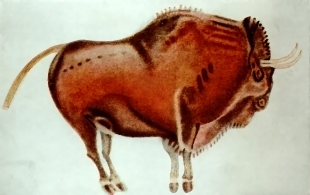 1906 tracing of an Altamira bison, published by Émile Cartailhac and Henri Breuil; public-domain reproduction. https://commons.wikimedia.org/wiki/File:Bisonte_de_Altamira.jpg