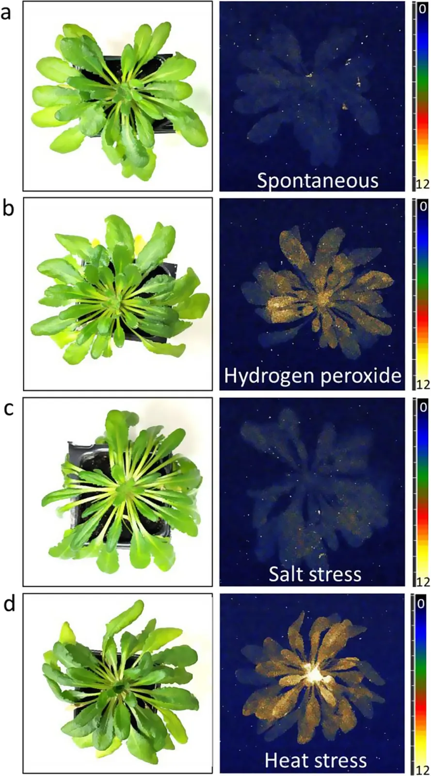 Arabidopsis plants beside ultraweak-emission camera maps under spontaneous and stress conditions; published figure data, colors are processed camera output.