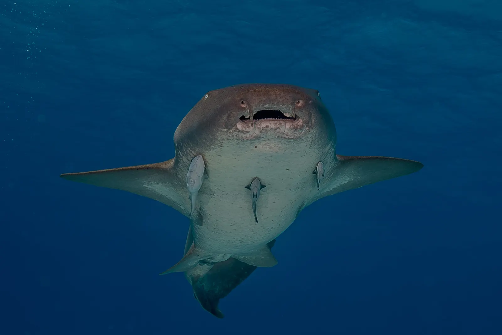 документальне фото акули-няньки (Ginglymostoma cirratum) під водою; автор Steve Laycock / Stevelaycock21; CC BY-SA 4.0. Оригінал: https://commons.wikimedia.org/wiki/File:Nurse_shark_swimming.jpg. Атрибуція: Steve Laycock, CC BY-SA 4.0. Сучасний вид; не подається як давній.
