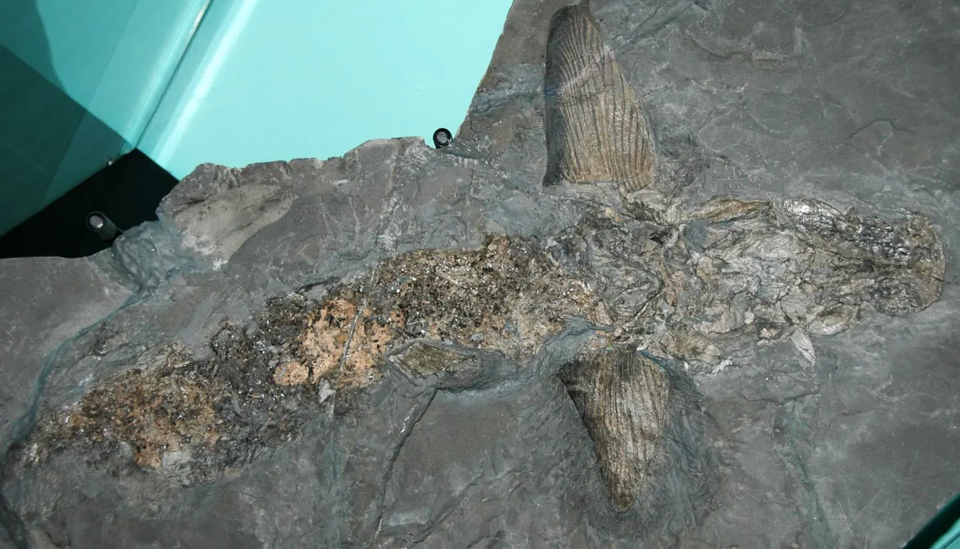 оптимізовано з `media/cladoselache-devonian-fossil.jpg`: 1348×771 px (половина початкової ширини й висоти), JPEG quality 82.