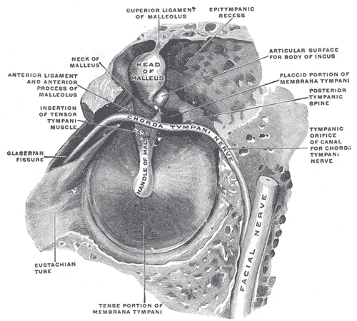 Історична анатомічна таблиця середнього вуха з Gray’s Anatomy; ілюстрація, не фотографія / Historical middle-ear anatomy plate from Gray’s Anatomy; illustration, not a photograph.