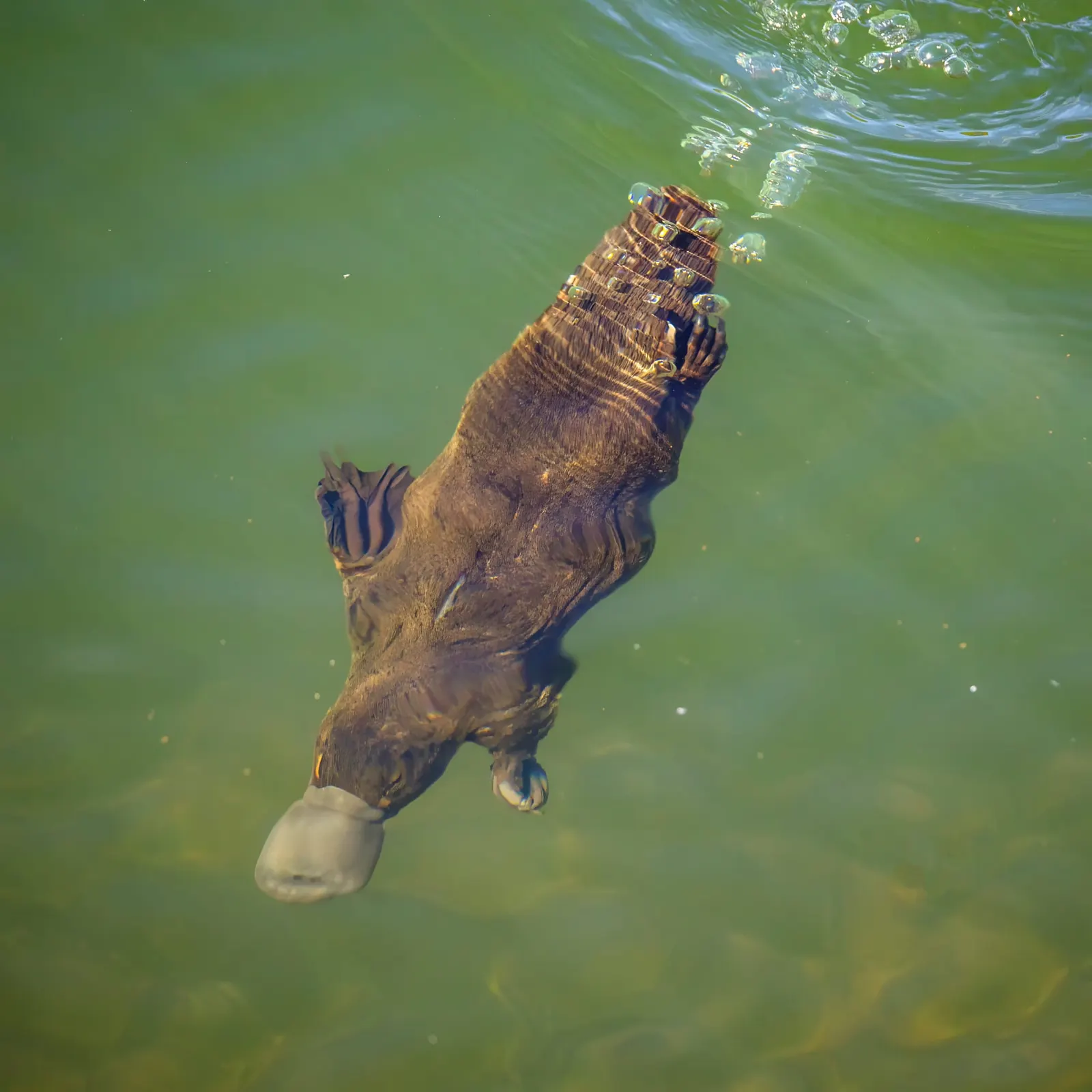 оптимізовано з `media/platypus-diving.jpg`: 2000×2000 px (половина початкової ширини й висоти), JPEG quality 82.
