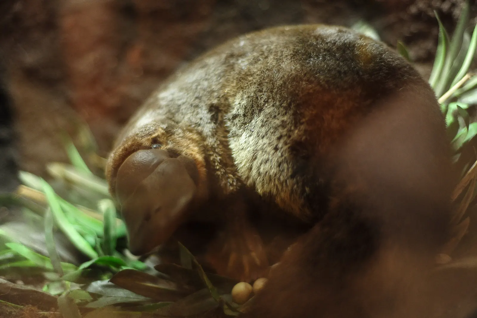 документальне фото качкодзьоба; автор Eric Chan; CC BY 2.0. Оригінал: https://commons.wikimedia.org/wiki/File:Platypus_(4848256613).jpg. Атрибуція: Eric Chan, CC BY 2.0. Без змін.