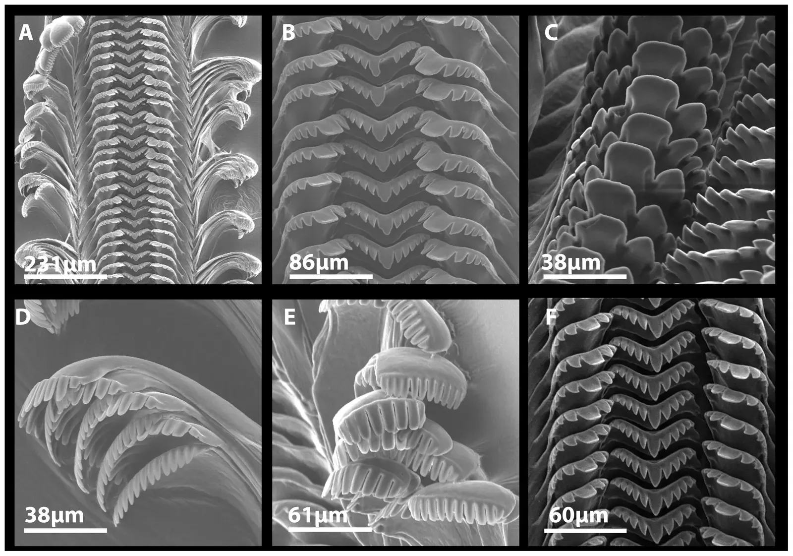 Scanning electron micrographs of the oblong rocksnail (*Leptoxis compacta*) radula: panels A–E show samples collected in 2011 and panel F shows teeth from an individual collected in 1881; this is one species, not a generic snail image. / Сканувальні електронні мікрофотографії радули облонг-рокснейла (*Leptoxis compacta*): панелі A–E показують зразки 2011 року, а F — зубці особини 1881 року; це один вид, а не універсальне зображення равлика.