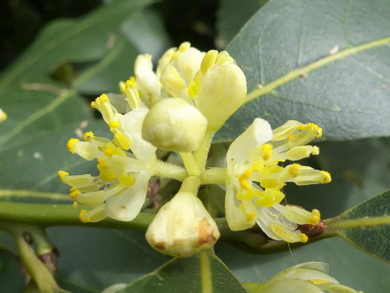 Laurus nobilis у парку Ретіро, Мадрид; сучасне фото рослини, не збережений римський вінок / Laurus nobilis in Retiro Park, Madrid; a modern plant photograph, not a surviving Roman wreath. Credit: Adrián Pablo Rodríguez Quiroga; CC0. http://creativecommons.org/publicdomain/zero/1.0/deed.en Source: https://commons.wikimedia.org/?curid=37921280