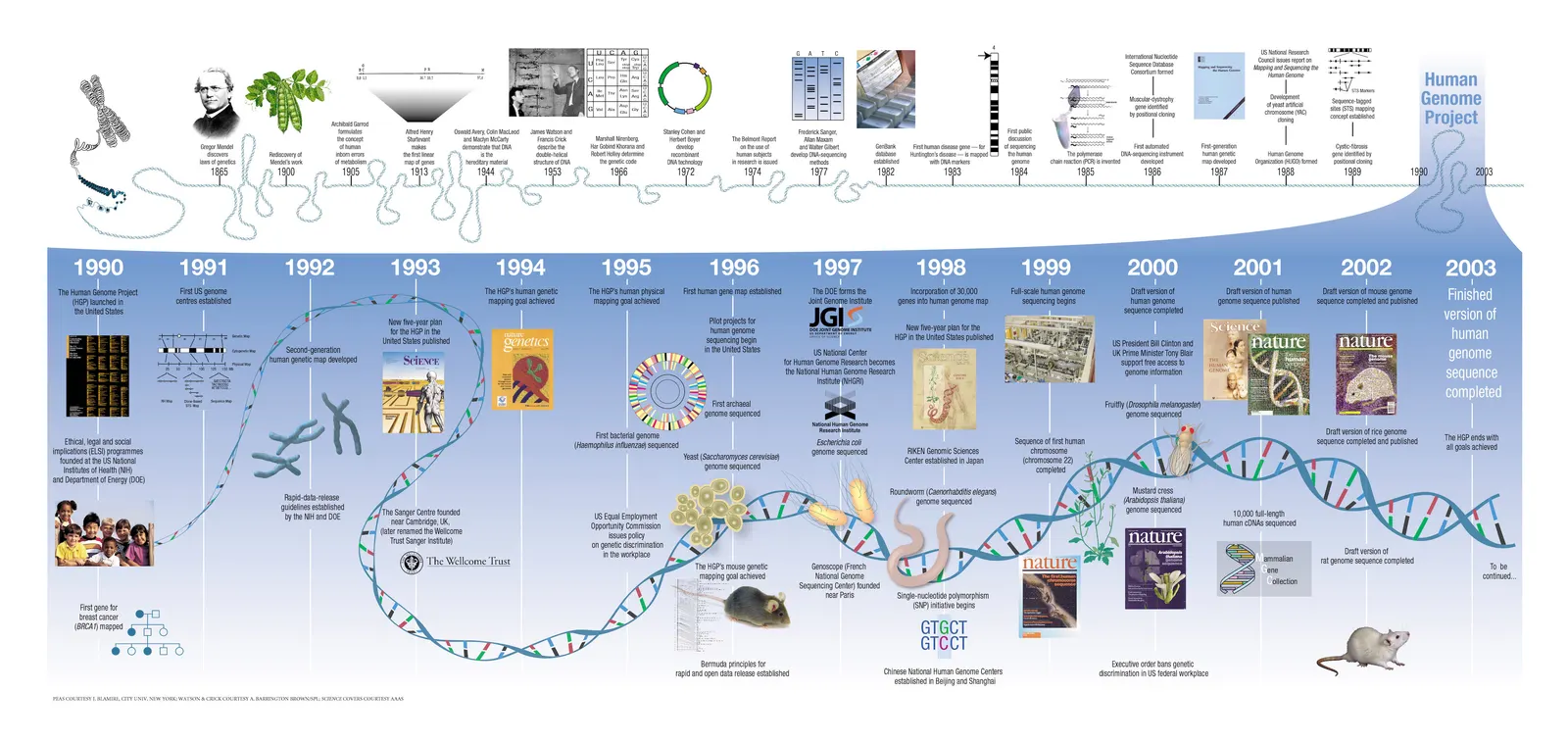 U.S. federal-government timeline infographic showing project milestones from 1990 through 2003, including sequence milestones. Public domain in the United States as a federal work; visible credits retained; no edits. https://commons.wikimedia.org/wiki/File:Human_genome_project_timeline.jpg