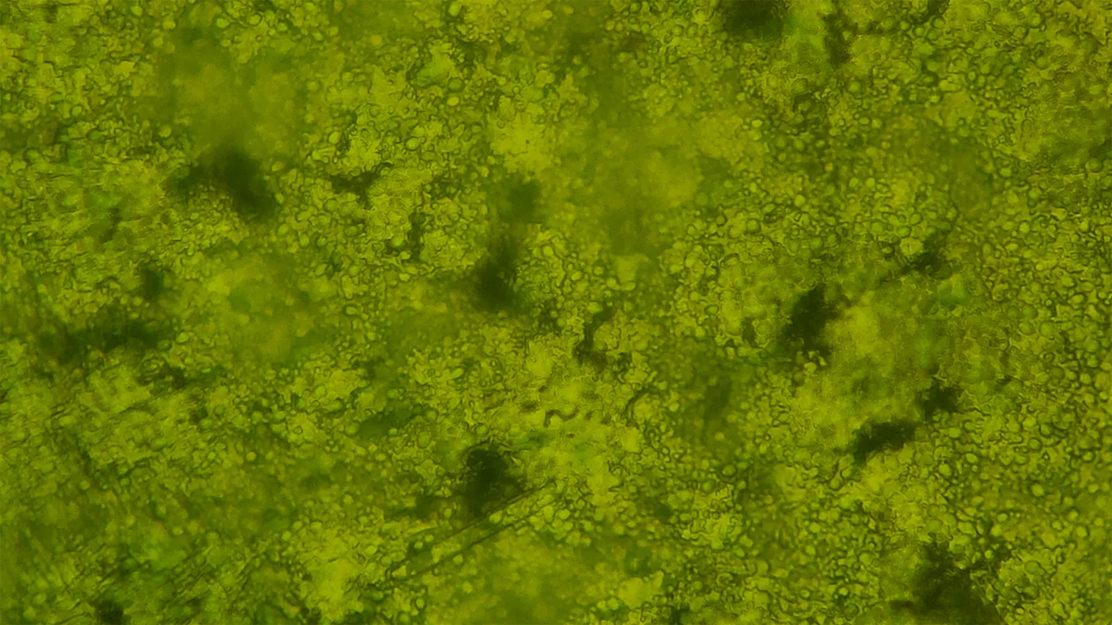 Nannochloropsis phytoplankton sample seen at 40× magnification.
