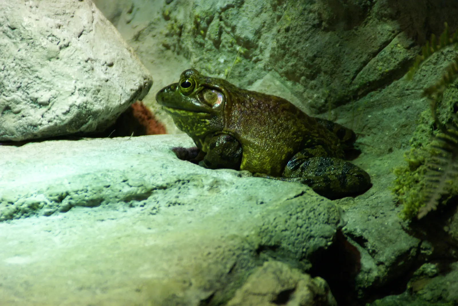 Resting American bullfrog; no stomach eversion is shown.