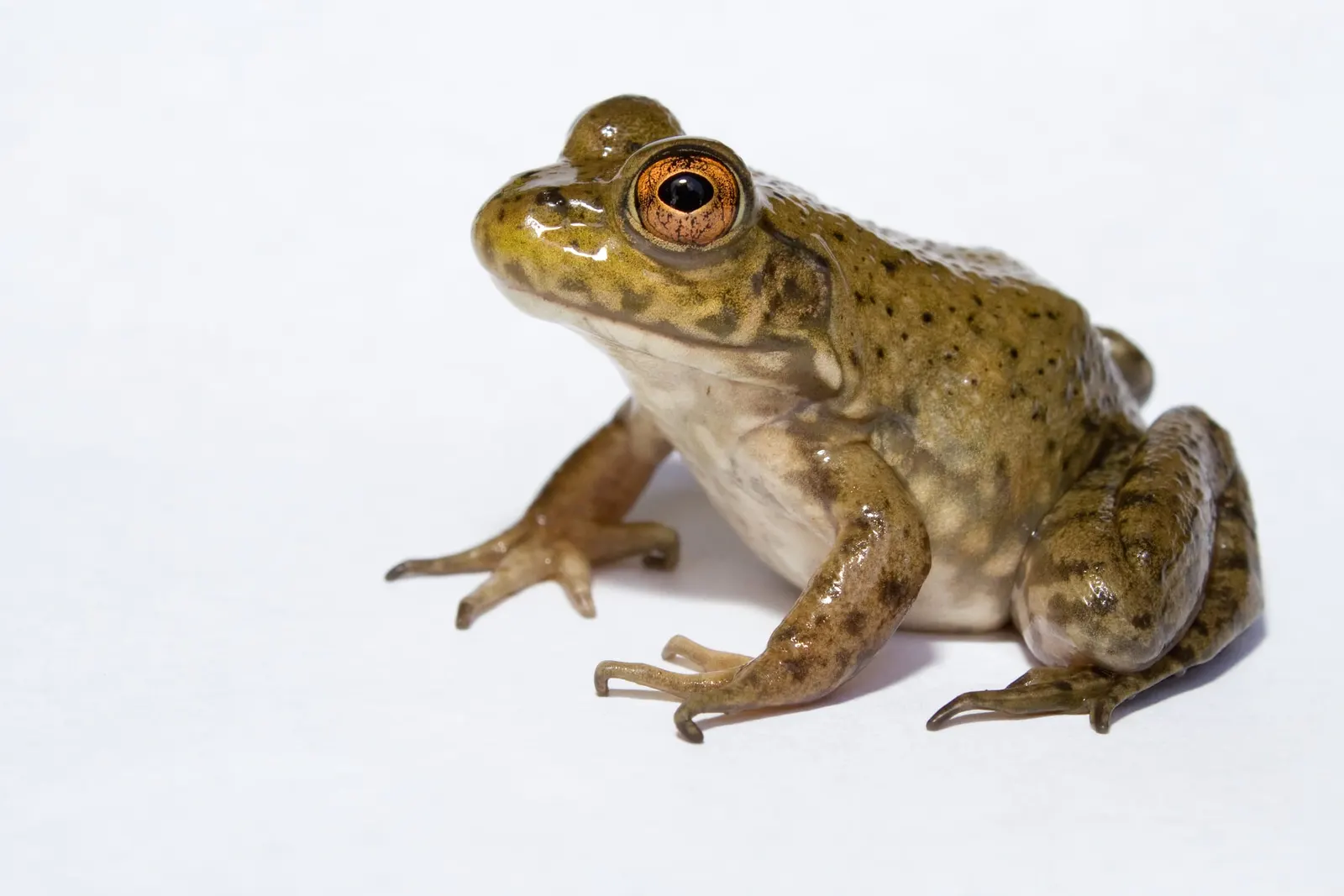 Close view of an American bullfrog; no stomach eversion is shown.