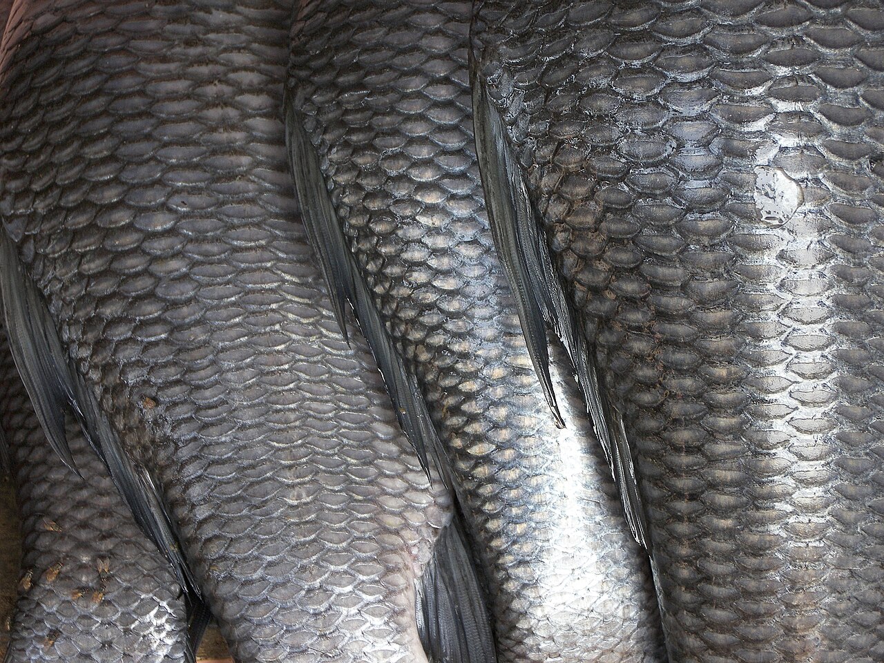 Fish scales, photo by Rajesh Dangi, Wikimedia Commons, CC BY-SA 3.0 and CC BY 2.5. https://commons.wikimedia.org/wiki/File:Fish_scales.jpg