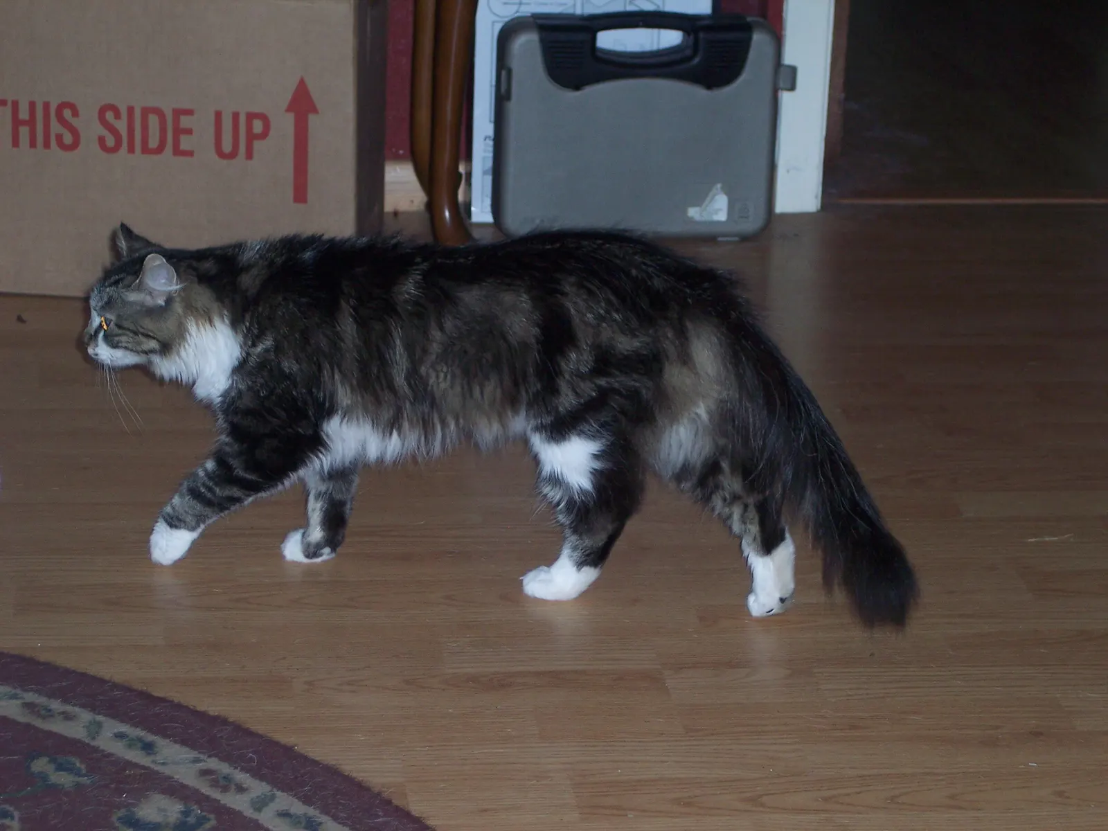 Atticus, a young Maine Coon photographed walking; contextual breed photograph, not Cygnus. Photographer Hollakr, Wikimedia Commons, https://commons.wikimedia.org/wiki/File:Maine_Coon_Cat_Atticus.jpg; released by the copyright holder into the public domain. Attribution not required; credited for provenance. No edits; checked 2026-10-18.
