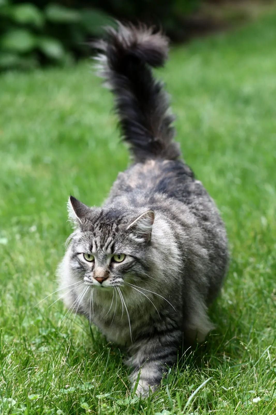 оптимізовано з `media/maine-coon-halley.jpg`: 1296×1944 px (половина початкової ширини й висоти), JPEG quality 82.