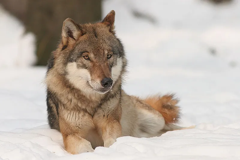 Gray wolf (*Canis lupus*) in snow. Original page: https://commons.wikimedia.org/wiki/File:Canis_lupus.jpg. Photograph by Bernard Landgraf, own work, 2005; CC BY-SA 3.0. Attribution: “Bernard Landgraf, CC BY-SA 3.0”; license: https://creativecommons.org/licenses/by-sa/3.0/. Retrieved from the original 800 × 533 JPEG; no edits.