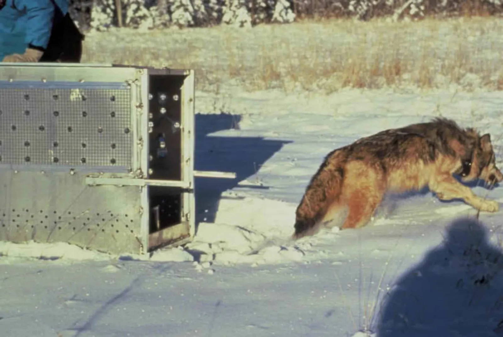A gray wolf fitted with a radio collar leaving a release crate. Original page: https://commons.wikimedia.org/wiki/File:A_gray_wolf_fitted_with_a_radio_collar_is_released_into_the_wild.jpg. Author credited as U.S. Fish and Wildlife Service; public domain as a U.S. federal government work. Credit: U.S. Fish and Wildlife Service. The image illustrates radio-collar research generally and is not the wolf from study 1.