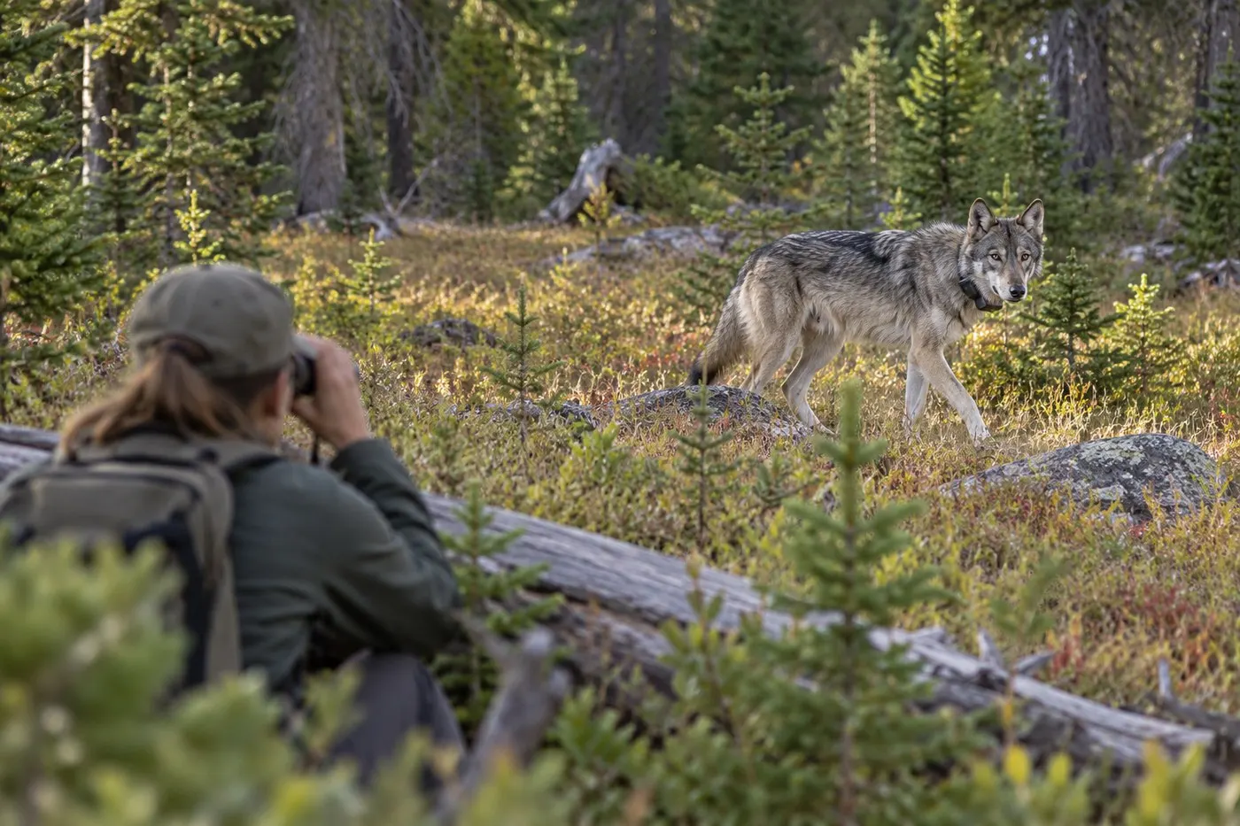 AI-generated illustration of a field observer watching a wolf from a distance, to represent wildlife tracking work generally.