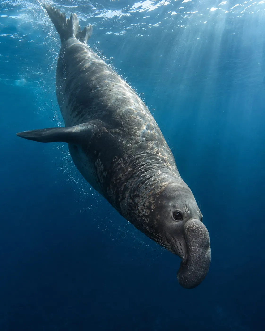 Титульна AI-згенерована ілюстрація / AI-generated cover illustration. Northern elephant seal descending below the ocean surface.