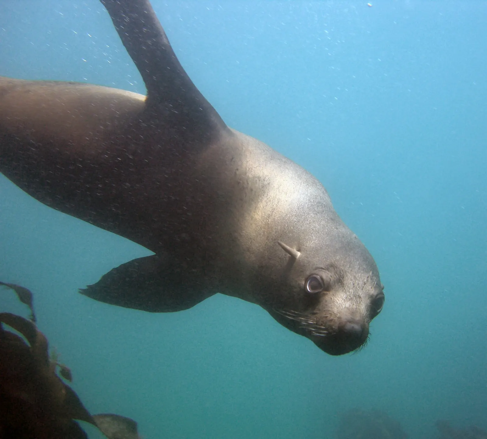 A Cape fur seal swims underwater; photo by Tim Sheerman-Chase.