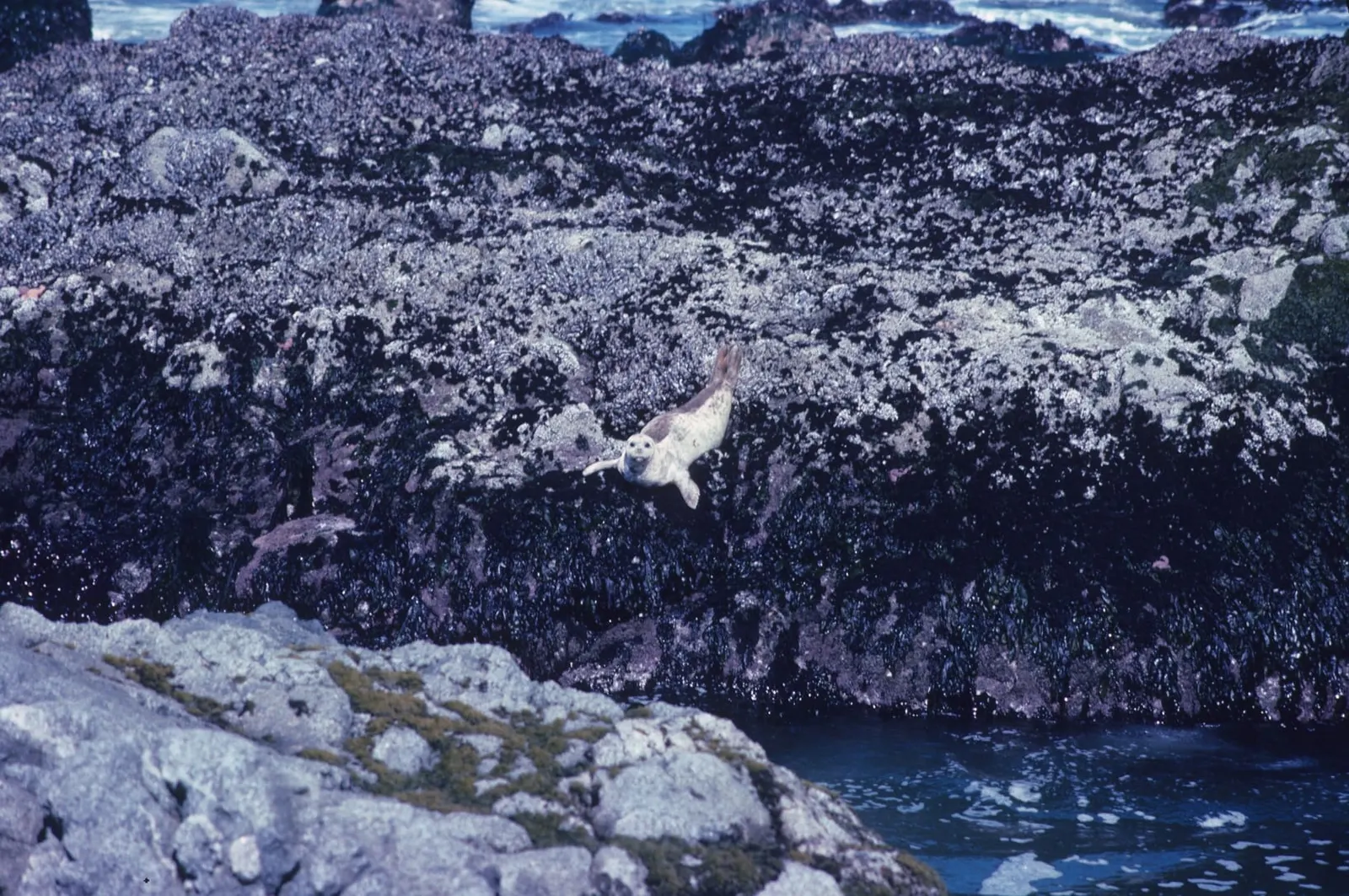 оптимізовано з `media/harbor-seal-diving-noaa.jpg`: 1638×1088 px (половина початкової ширини й висоти), JPEG quality 82.