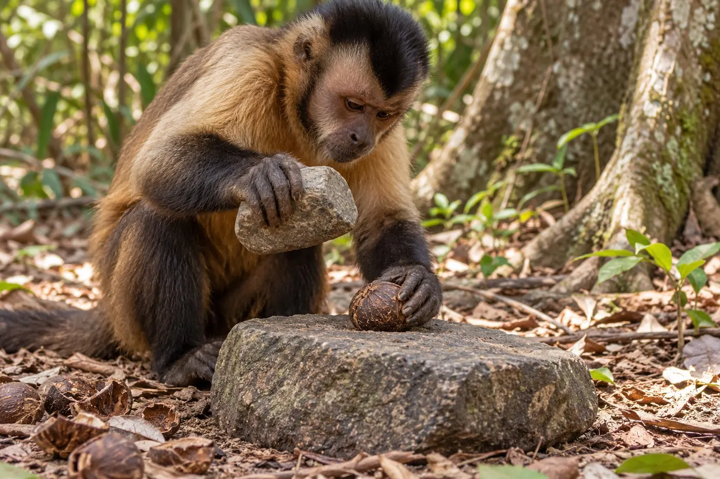 AI-generated scene of a capuchin placing a palm nut on a stable stone while holding a stone hammer.