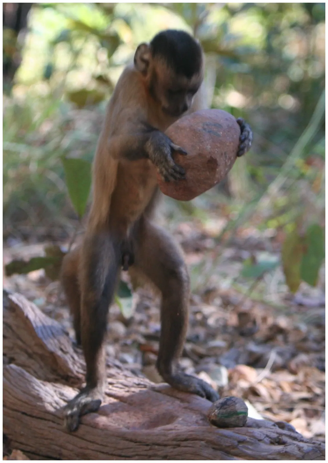 A bearded capuchin holds a nut beside an anvil; photo by B. Wright, CC BY-SA 4.0. Original page: https://commons.wikimedia.org/wiki/File:Nut_cracking_Sapajus_libidinosus.TIF. Photograph by B. Wright, originally published as Figure 1 in Fragaszy et al. (2013), PLOS ONE; CC BY-SA 4.0 (https://creativecommons.org/licenses/by-sa/4.0/). Required attribution: “B. Wright / Fragaszy et al., CC BY-SA 4.0.” Converted from TIFF to JPEG; no crop or other image change.