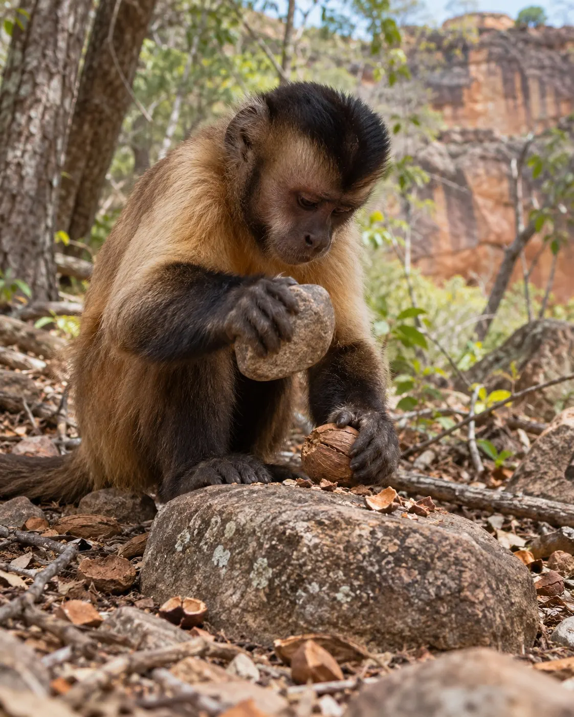 Титульна AI-згенерована ілюстрація / AI-generated cover illustration. Wild bearded capuchin using a stone hammer to crack a palm nut on a rock anvil.
