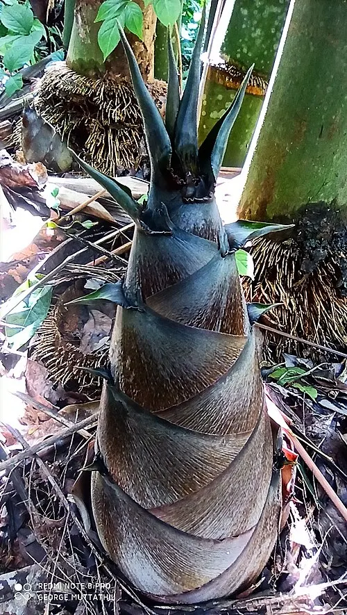 Молодий пагін Dendrocalamus giganteus з піхвами; фото пагона не є масштабним вимірюванням висоти конкретного екземпляра / Young Dendrocalamus giganteus shoot with sheaths; the shoot photograph is not a calibrated height measurement. Credit: George Muttathil Pulikurumba; CC BY-SA 4.0. https://creativecommons.org/licenses/by-sa/4.0 Source: https://commons.wikimedia.org/?curid=135396260