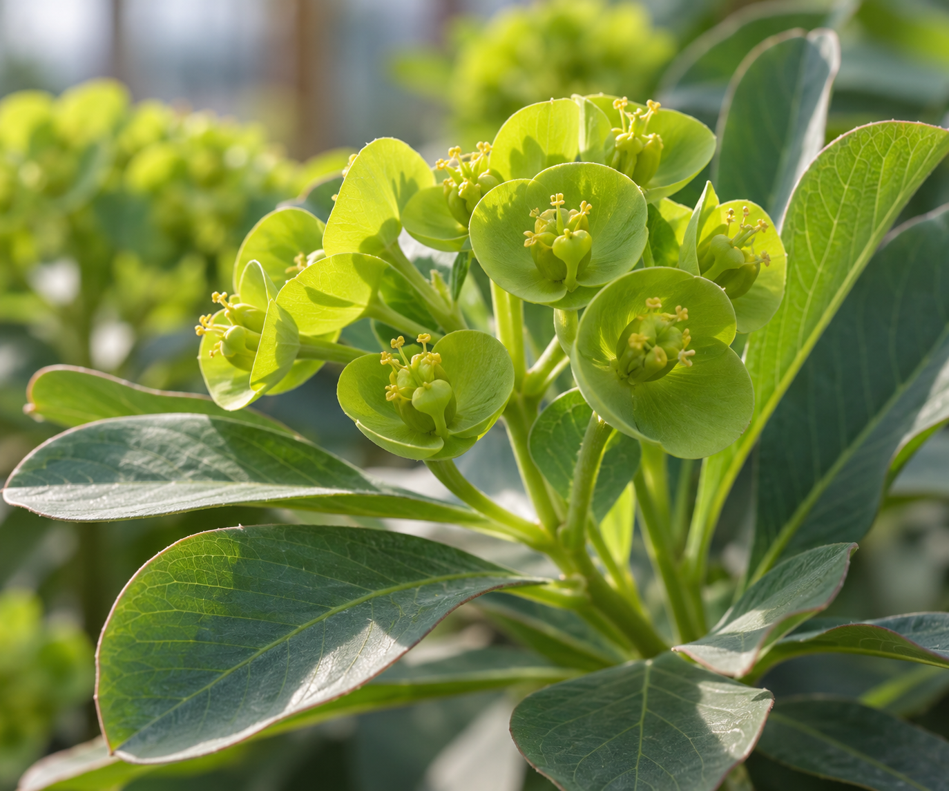 AI-generated botanical macro of generic euphorbia-like flower clusters; does not depict latex or establish a species.