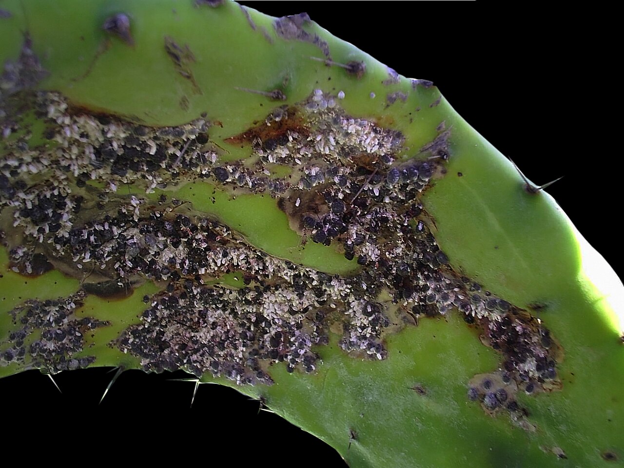 Dactylopius coccus , Dactylopiidae, Cochineal; Lanzarote, Guatiza; Fertilized, dried females are used in homeopathy as remedy: Coccus cacti (Coc-c.). Original file: [Dactylopius coccus 01.jpg](https://commons.wikimedia.org/wiki/File%3ADactylopius_coccus_01.jpg). Creator: H. Zell. License: CC BY-SA 3.0 (https://creativecommons.org/licenses/by-sa/3.0). Attribution: H. Zell. Downloaded from the verified Commons file page; unaltered image. Checked 2026-10-25.