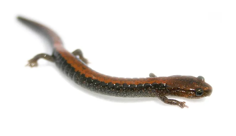 Червоноспинна саламандра Plethodon cinereus, представник безлегеневої родини; фото дорослої тварини, не ембріологічний препарат / Red-backed salamander Plethodon cinereus, a member of the lungless family; adult photograph, not an embryological specimen. Credit: Brian.gratwicke; CC BY-SA 3.0. https://creativecommons.org/licenses/by-sa/3.0 Source: https://commons.wikimedia.org/?curid=6625471