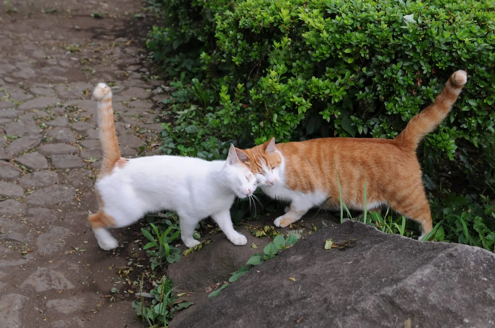 оптимізовано з `media/cats-rubbing.jpg`: 1608×1068 px (половина початкової ширини й висоти), JPEG quality 82.