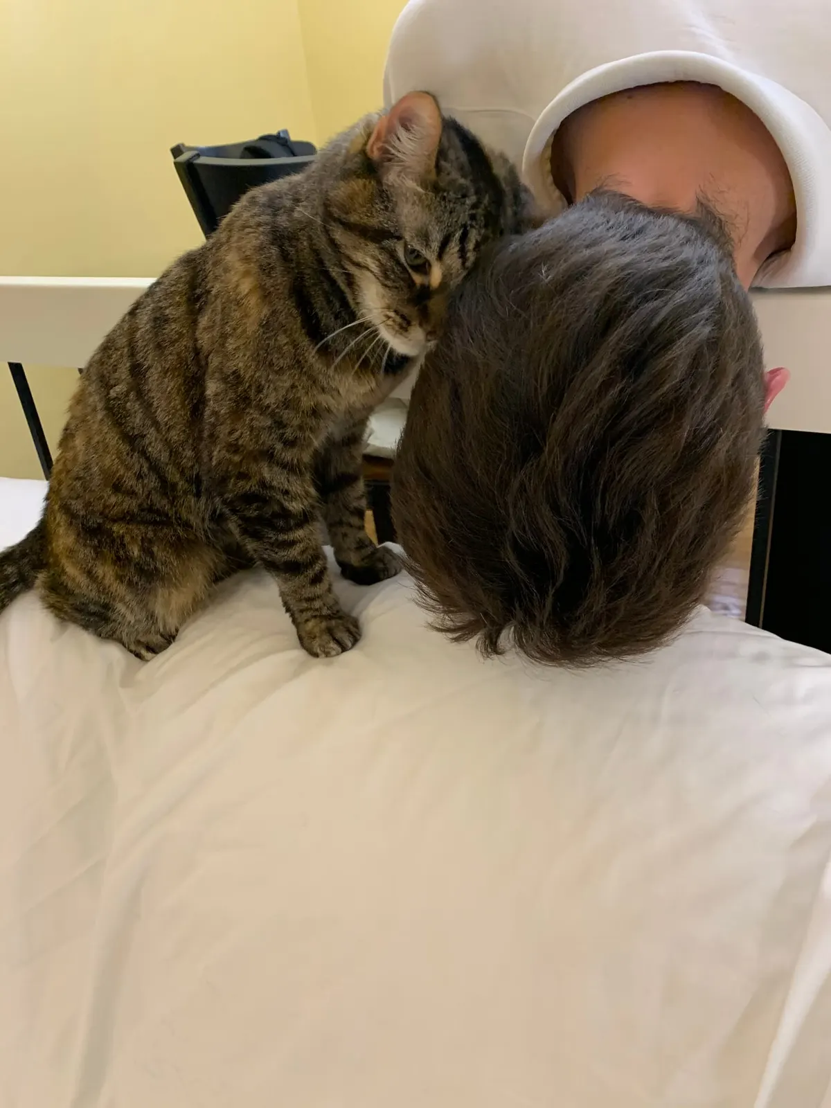 оптимізовано з `media/cat-greeting-human-famartin.jpg`: 1512×2016 px (половина початкової ширини й висоти), JPEG quality 82.