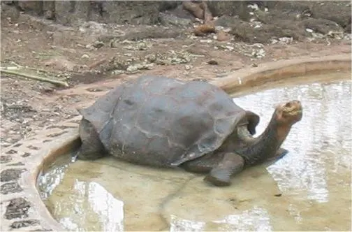 Lonesome George, самець галапагоської черепахи з острова Пінта, у центрі розведення на острові Санта-Крус; фото зроблене 2004 року. Його вік оцінювали приблизно, тому це фото не підтверджує конкретну максимальну тривалість життя.