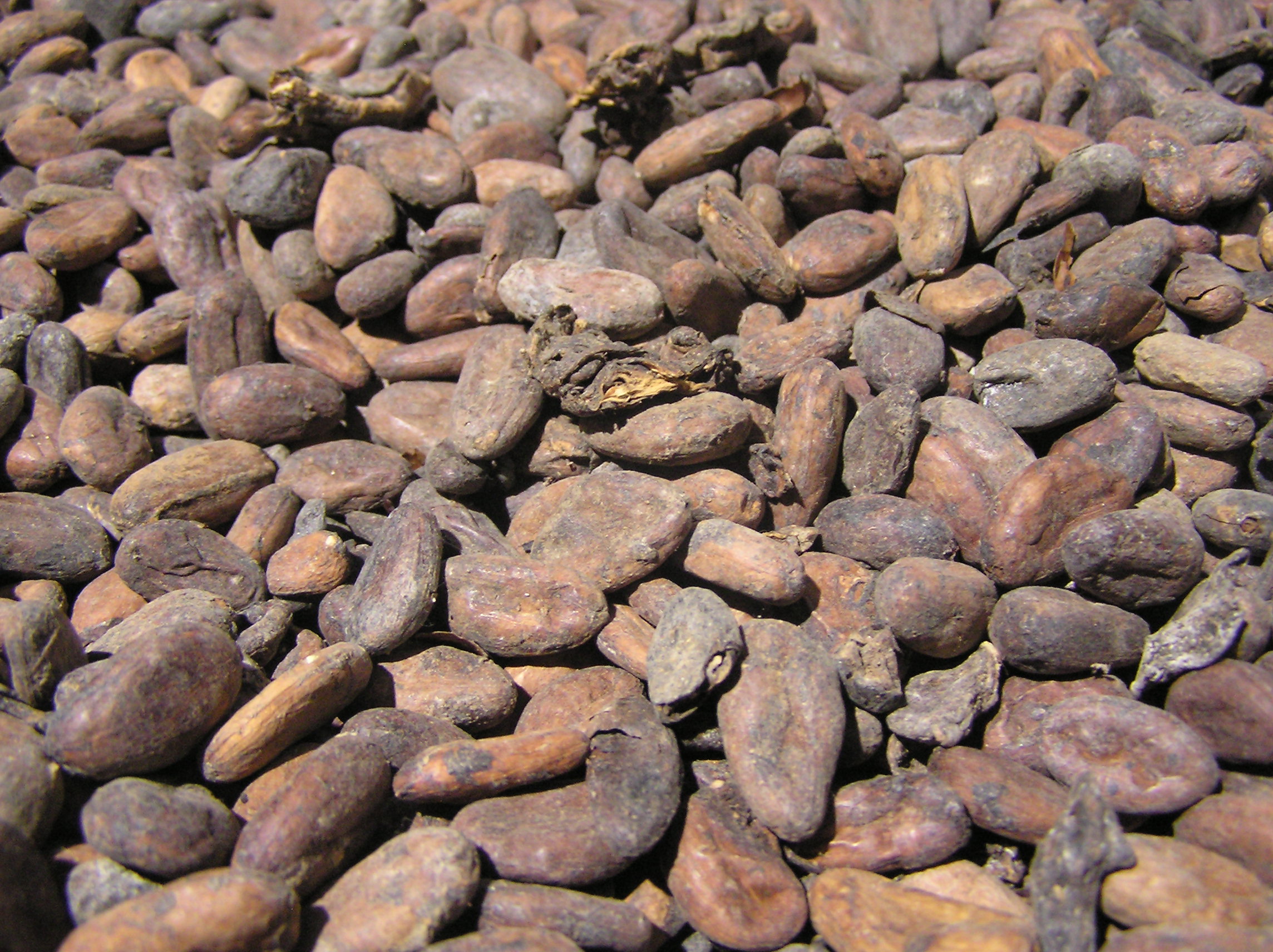 Какао-боби під час сушіння / Cacao beans drying before roasting; modern commodity photograph, not an archaeological specimen.