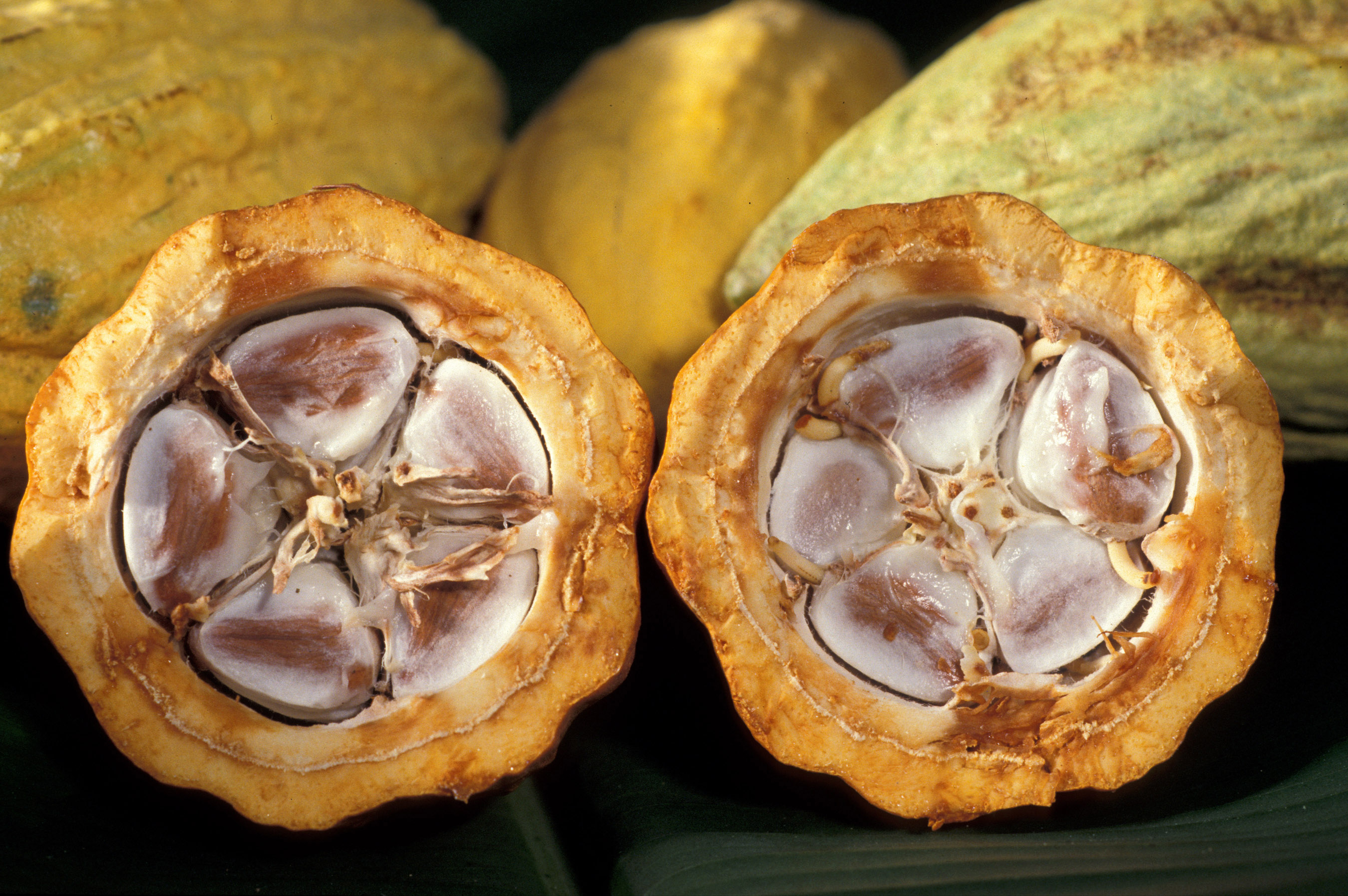 Насіння всередині плоду какао / Seeds inside a cacao pod; shows the biological source of the commodity, not historical currency specimens.